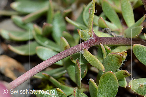 Foto: Gletscher-Hahnenfuss (Ranunculus glacialis). Stängel und Blätter.