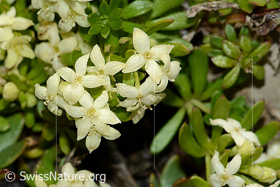 Foto: Schweizer Labkraut (Galium megalospermum). Blüten.