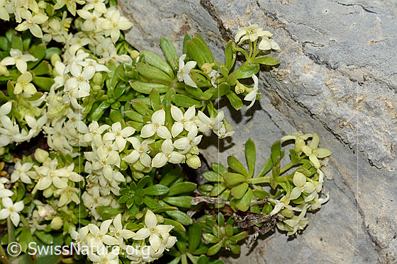 Foto: Schweizer Labkraut (Galium megalospermum). Ganze Pflanze (Habitus).