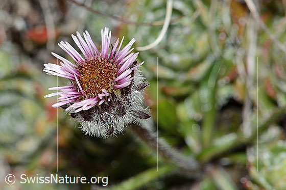Photo: Erigeron uniflorus. Blossom. View from above.