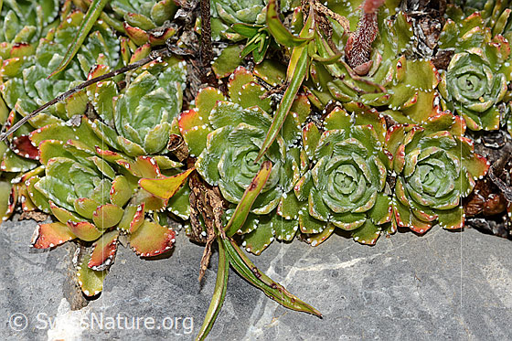 Foto: Trauben-Steinbrech (Saxifraga paniculata). Blattrosetten.