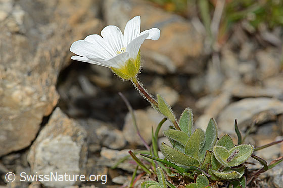 Foto: Breitblättriges Hornkraut (Cerastium latifolium). Ganze Pflanze (Habitus). Ansicht von der Seite.