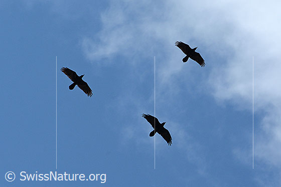 Foto: Drei Kolkraben (Corvus corax) üben den Formationsflug. Hier im Pfeil.