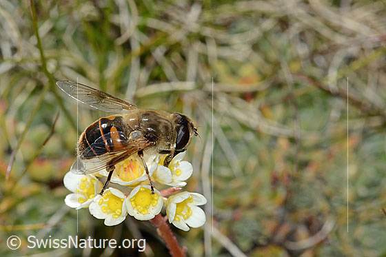 Foto: Mistbiene (Eristalis tenax) auf Trauben-Steinbrech (Saxifraga paniculata). Länge 14 - 18mm. Weibchen. Ansicht von seitlich oben.