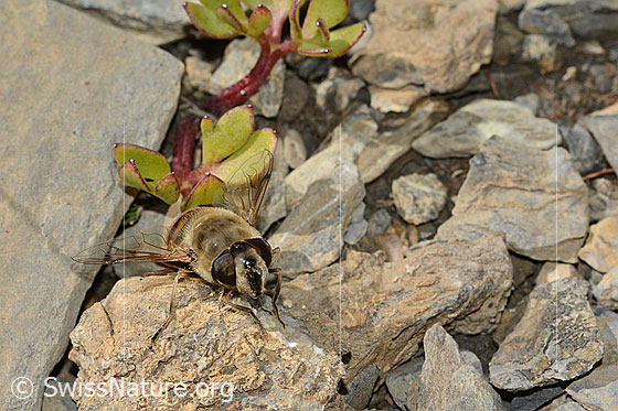 Photo: Eristalis tenax auf Trauben-Steinbrech (Saxifraga paniculata). Length 14 - 18mm. Female. View diagonally from the front.