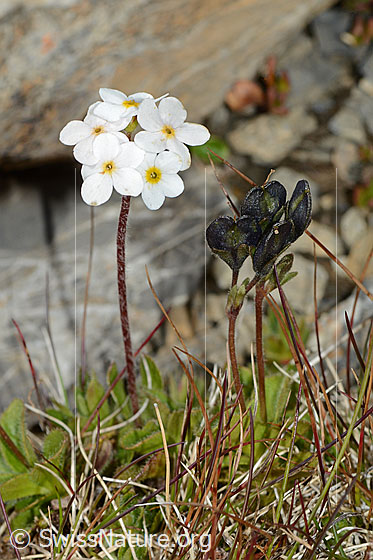 Foto: Bewimperter Mannsschild (Androsace chamaejasme). Ganze Pflanze (Habitus).