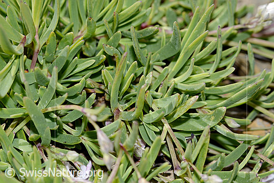 Photo: Gypsophila repens. Leaves.