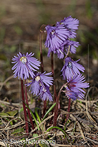 Foto: Grosses Alpenglöckchen (Soldanella alpina). Ganze Pflanze (Habitus).