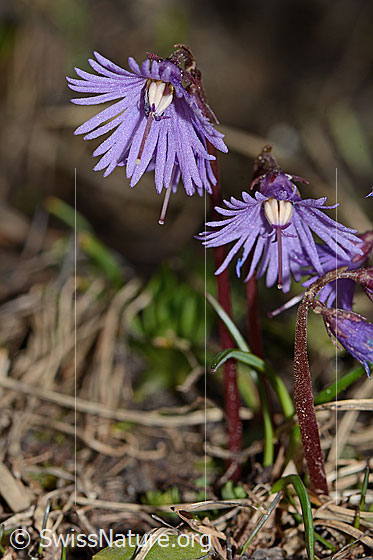 Foto: Grosses Alpenglöckchen (Soldanella alpina). Blüten und Stängel.