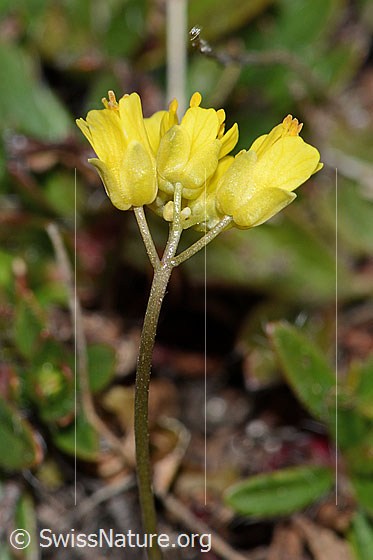 Foto: Hoppes Felsenblümchen (Draba hoppeana). Blüten und Stängel. Ansicht von der Seite.