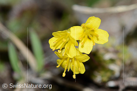 Foto: Hoppes Felsenblümchen (Draba hoppeana). Blüten. Ansicht von oben.