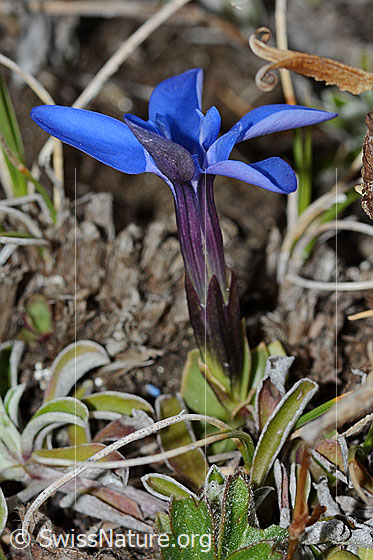 Photo: Gentiana schleicheri. Whole plant (habiti). View from diagonally above.