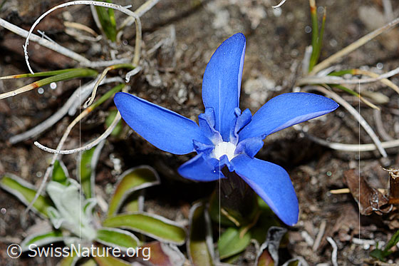 Photo: Gentiana schleicheri. Blossom. View from above.