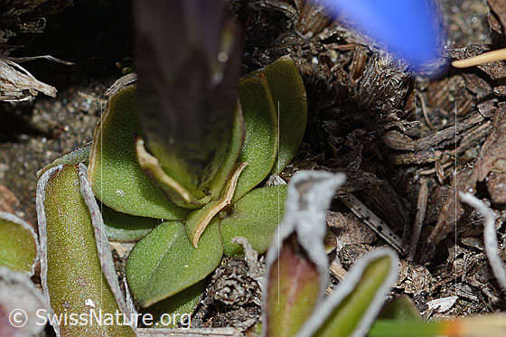 Foto: Schleichers Enzian (Gentiana schleicheri). Blätter.