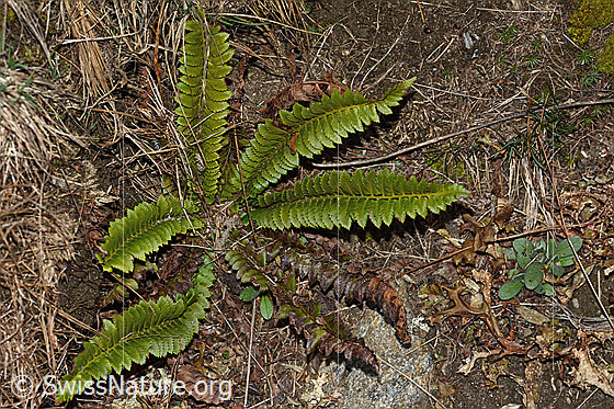Foto: Lanzenfarn (Polystichum lonchitis). Ganze Pflanze (Habitus).