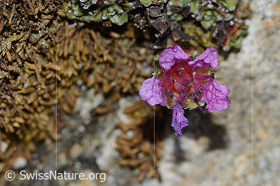 Photo: Saxifraga oppositifolia. Blossom. View from above.