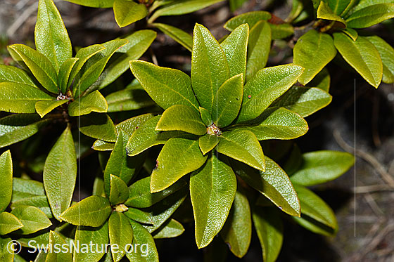 Foto: Rostblättrige Alpenrose (Rhododendron ferrugineum). Blätter und Knospe. Ansicht von oben.