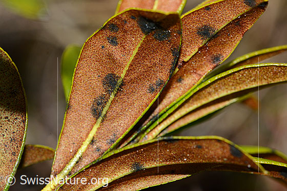 Foto: Rostblättrige Alpenrose (Rhododendron ferrugineum). Blattunterseite.