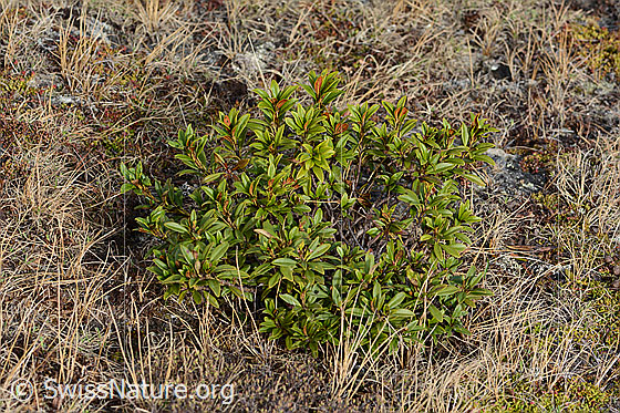 Foto: Rostblättrige Alpenrose (Rhododendron ferrugineum). Ganze Pflanze (Habitus).