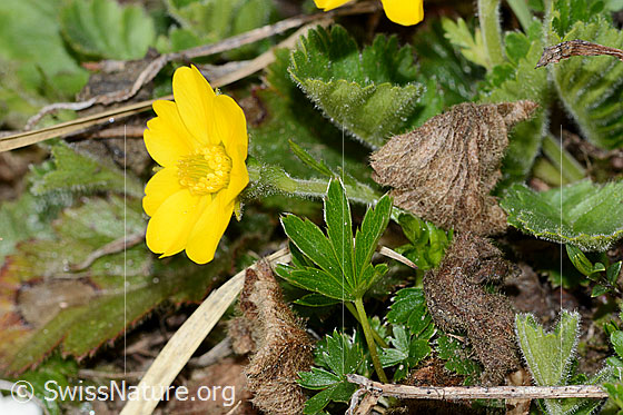 Foto: Gemeine Berg-Nelkenwurz (Geum montanum). Blüte und Stängel. Das Blatt im Vordergrund stamm von einer anderen Pflanze.