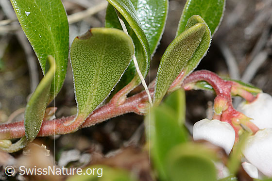 Foto: Immergrüne Bärentraube (Arctostaphylos uva-ursi). Spalierstrauch. Ästchen und Blätter. Blattunterseite.