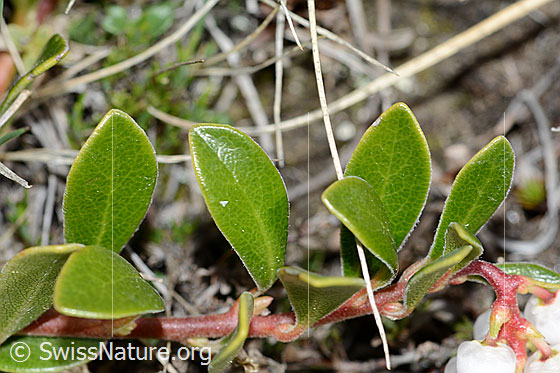 Foto: Immergrüne Bärentraube (Arctostaphylos uva-ursi). Spalierstrauch. Blätter. Blattoberseite.