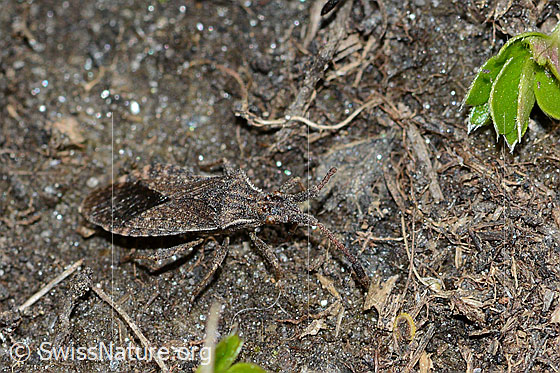 Foto: Coriomeris denticulatus (Randwanze). Länge 9mm. Ansicht von seitlich oben.