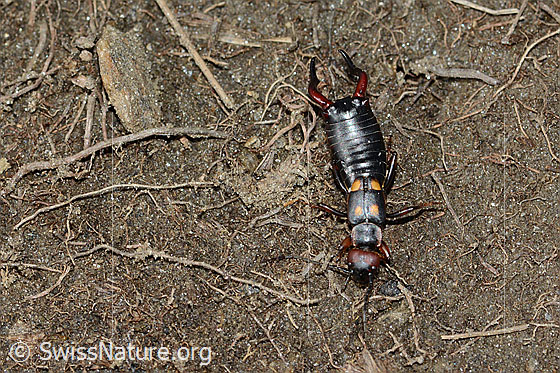 Foto: Zweipunkt-Ohrwurm (Anechura bipunctata). Ansicht von oben.