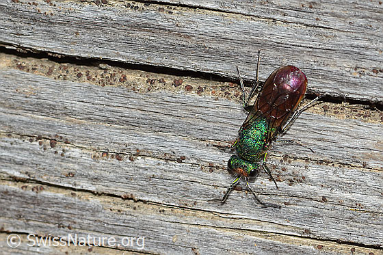 Foto: Wahrscheinlich Chrysura hirsuta (Goldwespe aus der Chrysura Radians-Gruppe). Länge 9mm. Ansicht von oben.