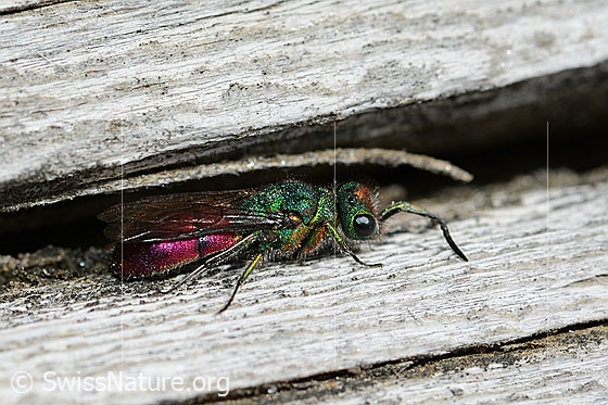 Foto: Wahrscheinlich Chrysura hirsuta (Goldwespe aus der Chrysura Radians-Gruppe). Länge 9mm. Ansicht von der Seite.