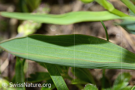 Photo: Ranunculus kuepferi. Leaves.