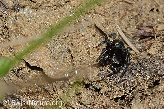 Foto: Wahrscheinlich Gebänderte Bodenspringspinne (Phlegra fasciata). Männchen. Körperlänge: 5-6mm. Ansicht von vorne.