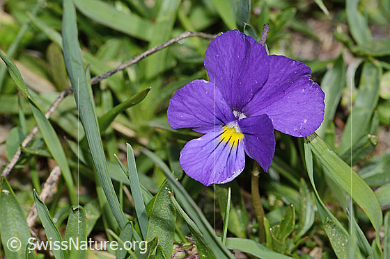 Foto: Langsporniges Stiefmütterchen (Viola calcarata). Blüte. Ansicht von vorne.