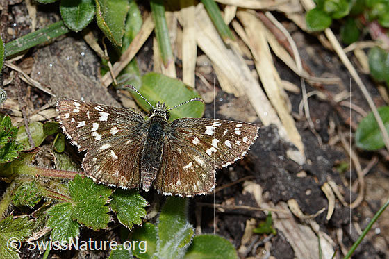 Kleiner Südlicher Würfelfalter (Pyrgus malvoides)