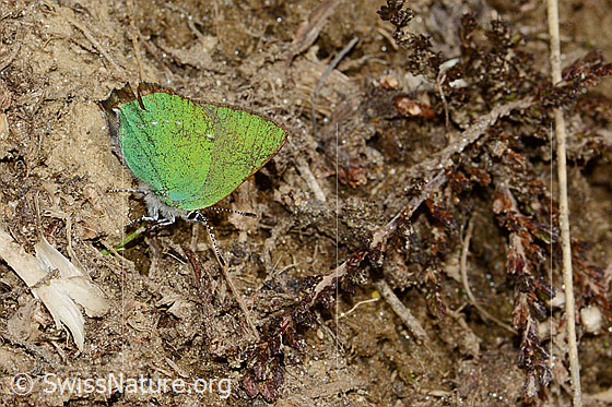 Foto: Brombeer-Zipfelfalter (Callophrys rubi). Flügel geschlossen. Ansicht von der Seite.
