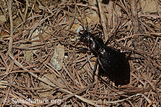 Foto: Schluchtwald-Laufkäfer (Carabus irregularis). Länge 19 - 30mm. Wird auch Berglaufkäfer genannt. Ansicht von seitlich oben.