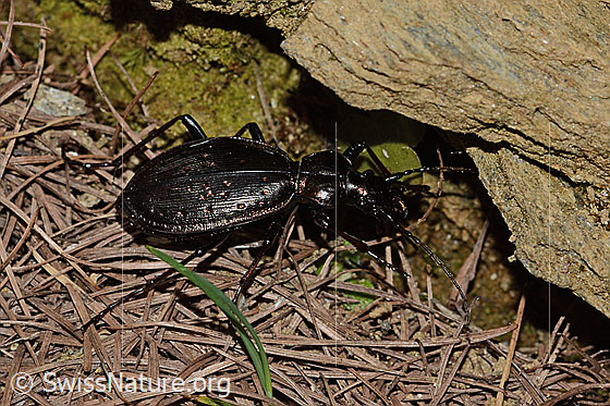 Foto: Schluchtwald-Laufkäfer (Carabus irregularis). Länge 19 - 30mm. Ansicht von seitlich oben.