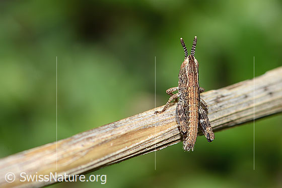 Foto: Sibirische Keulenschrecke (Gomphocerus sibiricus). Nymphenstadium 2. Ansicht von oben.