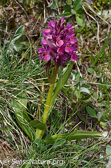 Foto: Holunder-Knabenkraut (Dactylorhiza sambucina). Ganze Pflanze (Habitus). Rotes Exemplar.