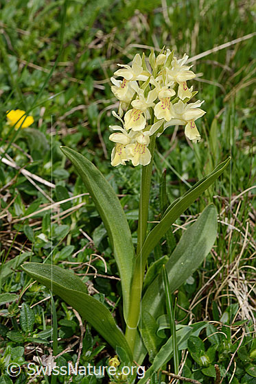Foto: Holunder-Knabenkraut (Dactylorhiza sambucina). Ganze Pflanze (Habitus). Gelbes Exemplar.