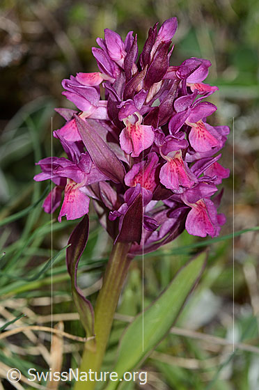 Foto: Holunder-Knabenkraut (Dactylorhiza sambucina). Blütenstand. Rotes Exemplar.