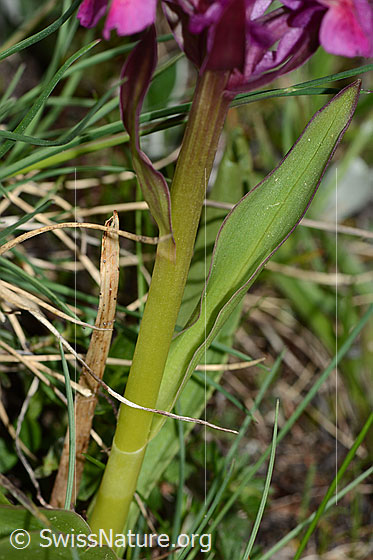 Foto: Holunder-Knabenkraut (Dactylorhiza sambucina). Stängel und Blätter.