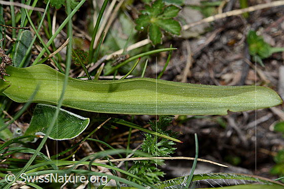 Foto: Holunder-Knabenkraut (Dactylorhiza sambucina). Blatt.