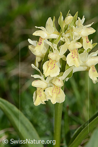 Foto: Holunder-Knabenkraut (Dactylorhiza sambucina). Blütenstand. Gelbes Exemplar.