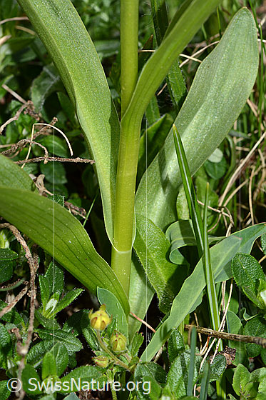 Foto: Holunder-Knabenkraut (Dactylorhiza sambucina). Stängel und Blätter.