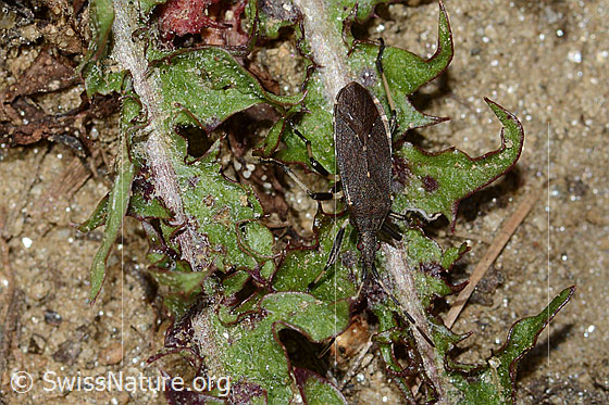 Foto: Dicranocephalus medius (Wolfsmilchwanze). Länge 11mm. Ansicht von oben.