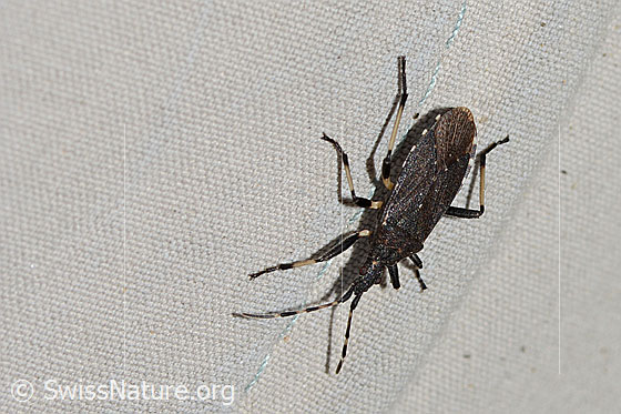 Foto: Dicranocephalus medius (Wolfsmilchwanze). Länge 11mm. Ansicht von oben.