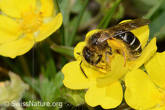 Foto: Rotbeinige Furchenbiene (Halictus rubicundus). Länge 11mm. Weibchen. Ansicht von der Seite.