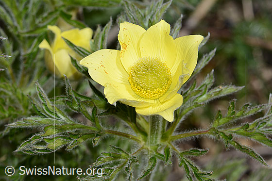 Foto: Schwefel-Anemone (Pulsatilla alpina ssp. apiifolia). Blüte und Blätter.