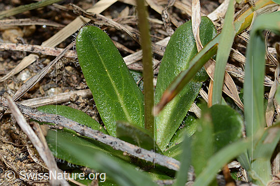 Foto: Wahrscheinlich Bewimperte Gänsekresse (Arabis ciliata). Stängel und Blätter.